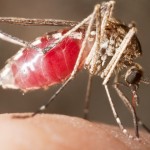 Malarial mosquito