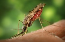 Female anopheles mosquito