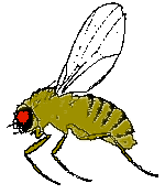 fruitfly