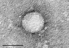HepC Virus