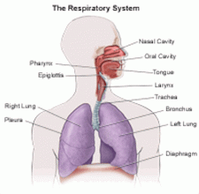 RespiratorySystem