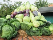 lots-of-cabbage-1431124-m