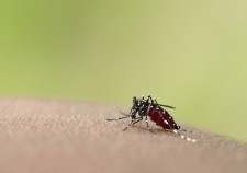 Aedes Aegypti Mosquito via Shutterstock