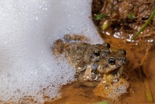 Tungara frog courtesy of National Geographic