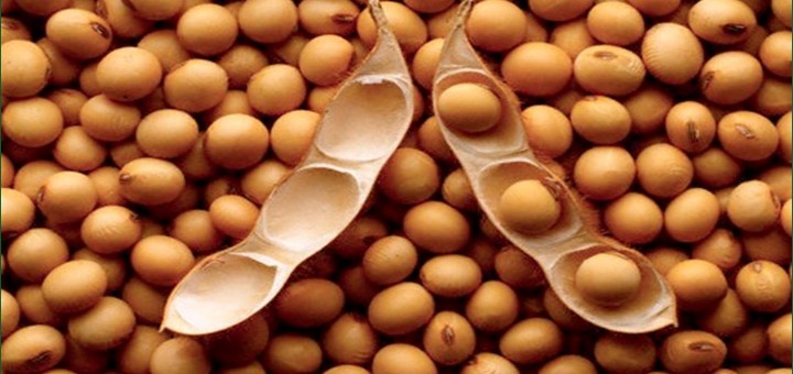 Soybeans legumes