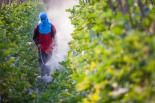 Pesticides via Shutterstock