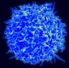 T Cell via ScienceDaily