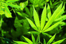 Marijuana plant, via Shutterstock