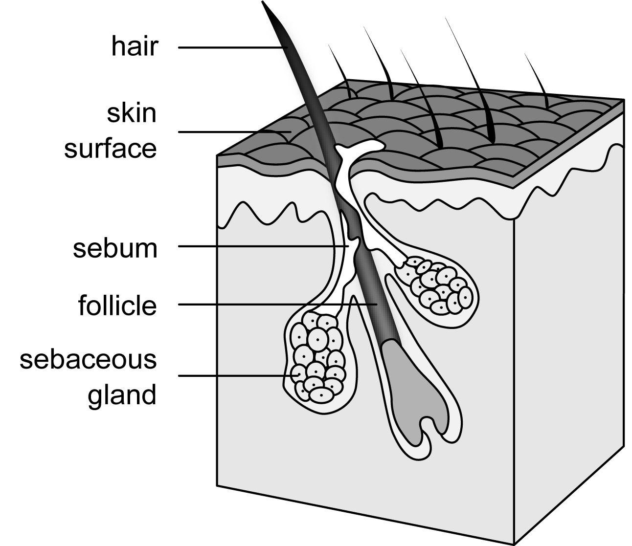 What Are The Parts Of A Hair Follicle