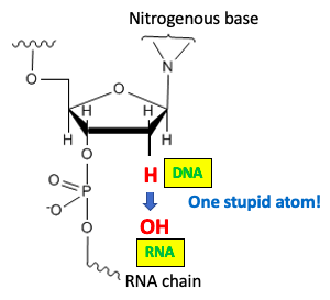 Rna Is Less Stable Than Dna Because Of One Lousy Oxygen Atom American Council On Science And Health