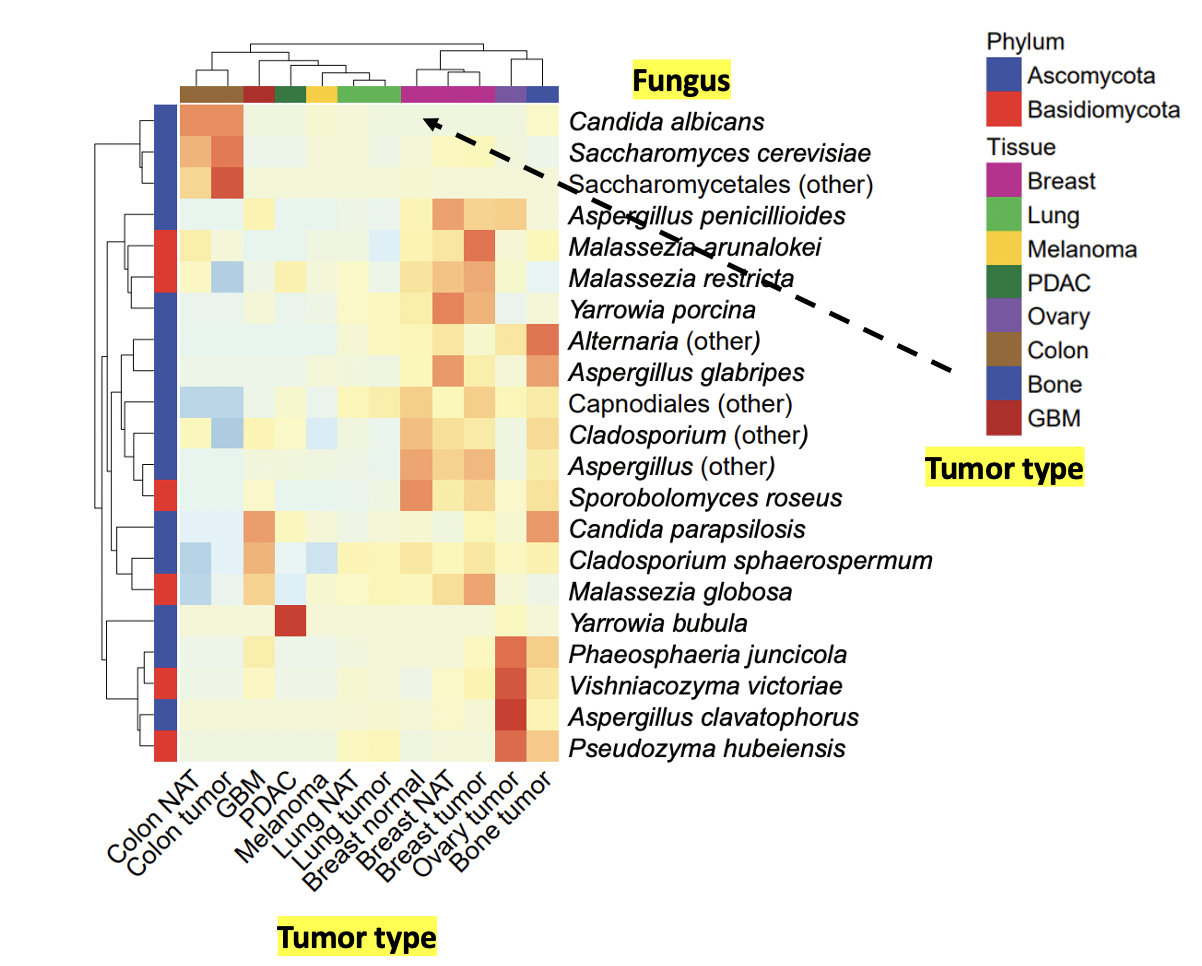 Pan-cancer analyses reveal cancer-type-specific fungal ecologies