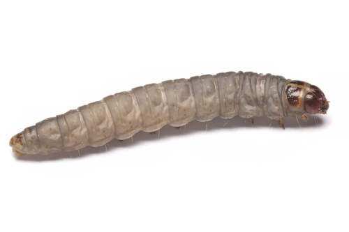 Too Much Plastic? Caterpillars to the Rescue! | American Council on ...