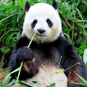 Panda's Minimum Space Requirements: 44 Square Miles | American Council ...