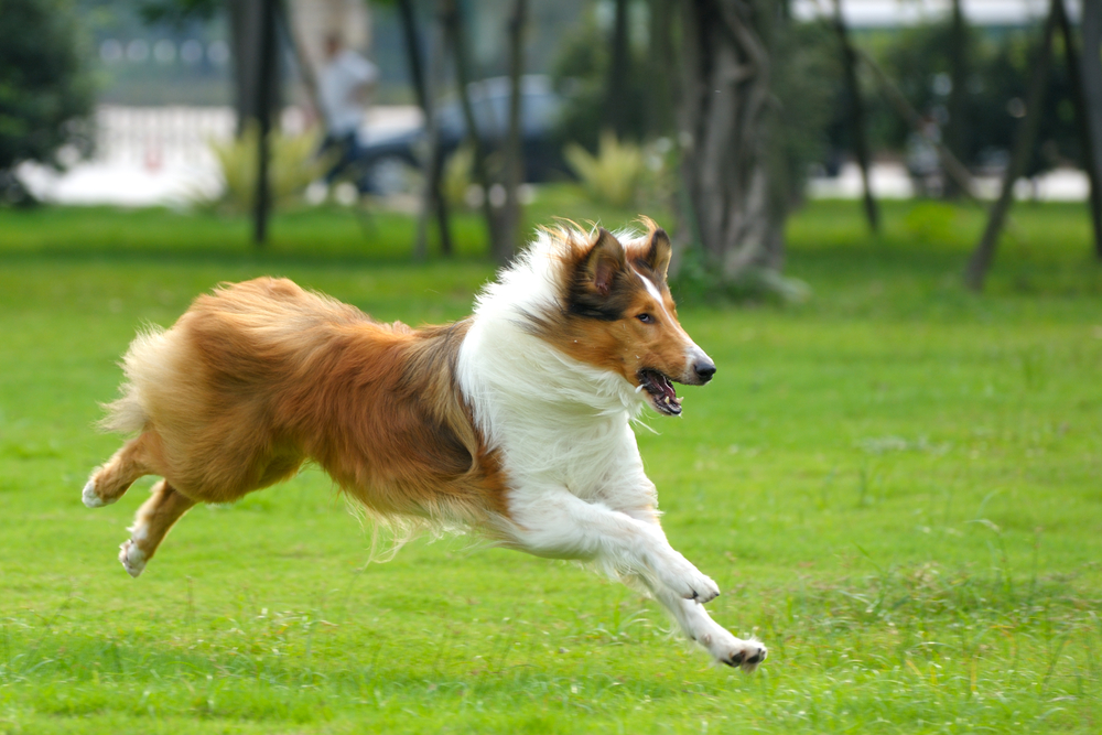 lassie dog