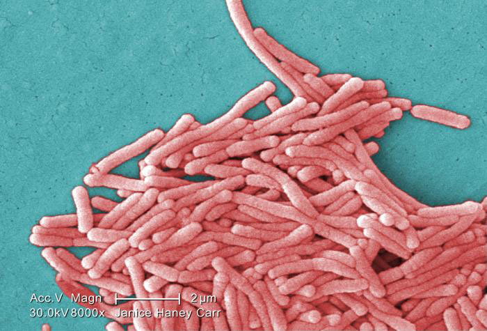 Under magnification of 8000X, this colorized scanning electron microscopic image depicts a large grouping of Gram-negative Legionella pneumophila bacteria which cause Legionnaires' disease & Pontiac Fever, collectively known as Legionellosis.