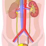 Human urinary tract